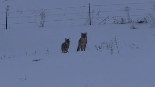 Coyote Hunting - Playful pair come to the vocals