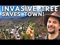 Invasive Tree Rescues Arizona Town!