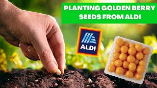 Planting Golden Berry aka Cape Goose Berries from Aldi