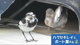 ２期目(孵化15日目/巣立ち)ハクセキレイはなちゃんとかくちゃんの子育て（2023/06/25.26）