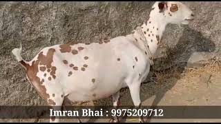 Top quality Barbari Female at Jalna Maharashtra | Big Frame