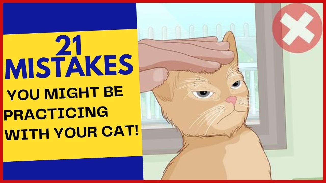Cat Trencher Attachment Operating Tips Housepetscare