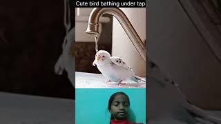 🐥Cute bird bathing under tap🐦|#birds #shorts