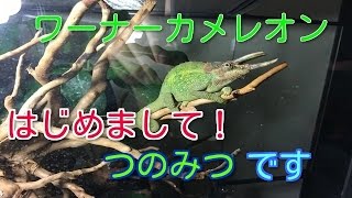 ワーナーカメレオン 角光(つのみつ)くん！