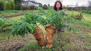 L'ORTO A DICEMBRE. CARDI, NESPOLE E UTILITA' DELLA TALPA