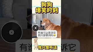 有谁可以帮我告诉它只是歌词吗😂#狗狗 #狗 #宠物