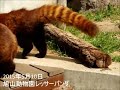 痛かったんだから☆旭山動物園レッサーパンダ