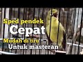 SUARA CIAK CIAK JOSS KECIAL KUNING GACOR | PALING MUDAH DI TIRU UNTUK MASTERAN KECIAL KUNING