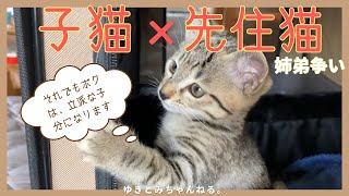 【子猫×先住猫】スゴい可愛すぎる子猫の仕草に、きゅんきゅんが止まりません｜はたして先住猫の御局様と触れ合うことができるのか？