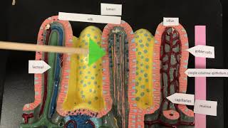CCC Online Biology Lab - Digestive system - histology of the small intestine model tour.