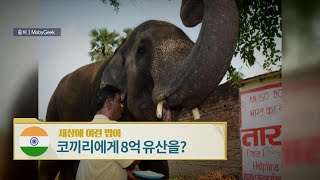 인도, 코끼리에게 8억 유산을? [세상에 이런 법이?]