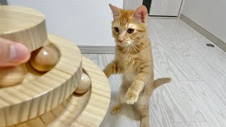 また新しいおもちゃを買ってもらった猫