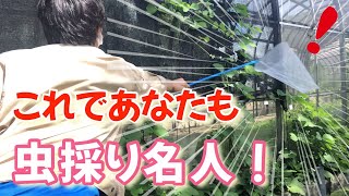 虫採りのコツ、教えます！【足立区生物園】