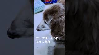 【ポン太18歳の日常】＃ミニチュアダックスフンド＃ポン太18歳＃シニア犬＃老犬＃dog