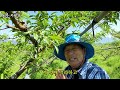 쉽게 배우는 복숭아 적과 열매솎기 1부 ㅣ how to remove peach fruits korea agriculture