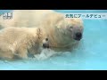 ホッキョクグマ赤ちゃん「プールデビュー」　札幌・円山動物園