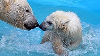 ホッキョクグマ赤ちゃん「プールデビュー」　札幌・円山動物園