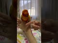 コガネメキシコインコの愛美「nail💅」