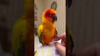 コガネメキシコインコの愛美「nail💅」