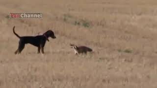 Perro persigue a un Zorro - Dog Hunting Fox