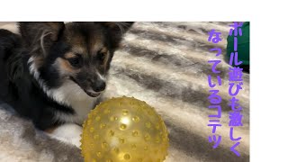 ボール遊びをするコテツが激しい【パピヨンとコーギーのミックス犬】The knack of playing ball is intense