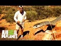 La serpiente más temida de Australia | Wild Frank: Tras la evolución de las especies | Animal Planet