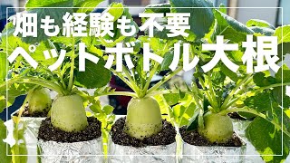 【大根栽培】誰でも簡単にペットボトルでミニ大根を育てる方法｜種まきから収穫まで！省スペース水耕（養液）栽培の全てを解説