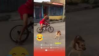 viral, banci di kejar anjing