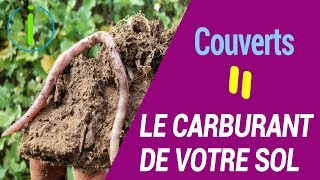 Couverts végétaux, les secrets d'un sol performant !