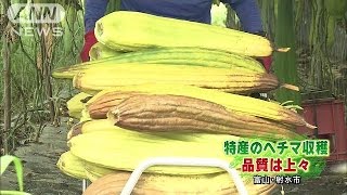 ヘチマの収穫始まる　品質は上々　富山・射水市(14/08/31)