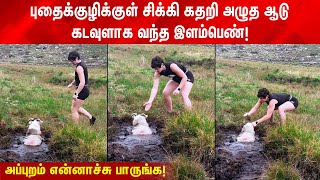 புதைக்குழிக்குள் சிக்கி கதறி அழுத ஆடு! கடவுளாக வந்த இளம்பெண்!