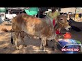 sahiwal cows from 50 000 in hyderabad market సాహీవాల్ ఆవుల ధరలు