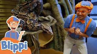 Blippi Plays & Feeds Animals At The Zoo! | Animals For Kids | Educational Videos For Toddlers