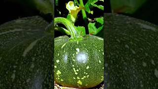 How to grow pumpkin #shortvideo #pumpkin #satisfying