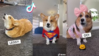 Hammy & Olivia Corgi New Funny TikTok Videos 2021 | Best Hammy and Olivia New Compilation