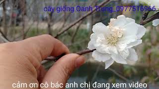 MỜI QUÝ CÔ BÁC, ANH CHỊ CHIÊM NGƯỠNG CÂY ĐÀO BẠCH CỔ_ CÂY GỐC KHỦNG CHƠI TẾT ĐỘC LẠ