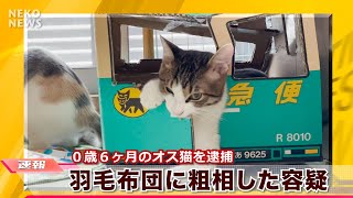 【ねこ速報】羽毛布団に粗相事件！容疑ニャ逮捕の瞬間を激写！