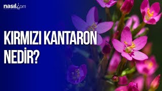 Kırmızı Kantaron yağı nedir? Faydaları nelerdir?