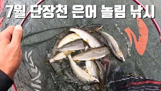 7월 밀양강 단장천 은어놀림낚시 - 상상교 여울에서 만난 귀한 은어