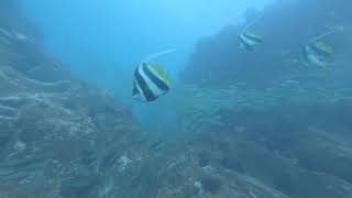 Longfin Bannerfish at North Rock, Broughton Island NSW Australia 19052019