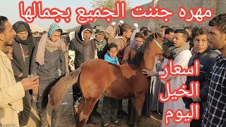 اختلاف في اسعار الخيل والمهر والحمير الجر والركوب اليوم 18/2/2025 باكبر اسواق الخيل بالجمهوريه🐎👉