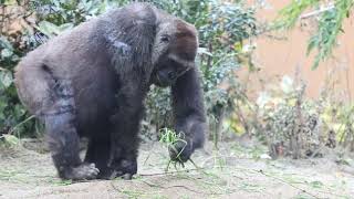 ゴリラのお母さんゲンキの食事。【京都市動物園】