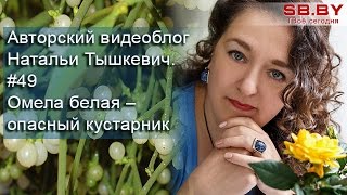 Омела белая – как бороться с опасным кустарником