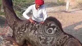 international camel festival 2018 : fur cutting