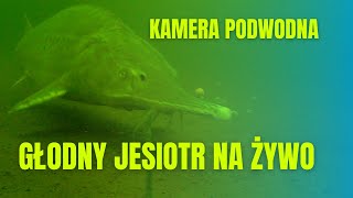 Kamera podwodna - jesiotr na żywo. Krążno. #underfishing #waterwolf #underwatercamera