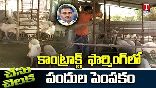 Chenu Chelaka | How to Get High Profits in Pig Farming by Nadendla Brahmaiah. | T News