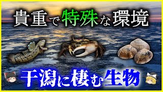 【ゆっくり解説】近年減少傾向？「干潟」に棲む生物を解説/干潟は貴重で特殊な環境⁉食物連鎖のピラミッドと干潟の生物の面白い生態