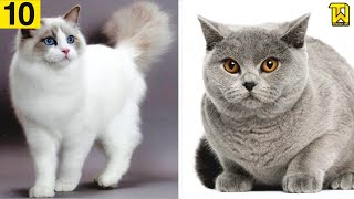 TOP 10 Most EXPENSIVE Cat Breeds in the World