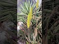 fake vs real blooming aloe