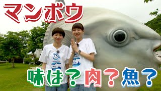 【05 マンボウフライ】マンボウってどんな味？肉？魚？ - みえぺこ